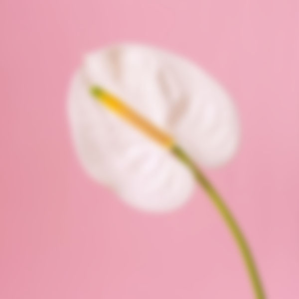 Analytics spotlight article